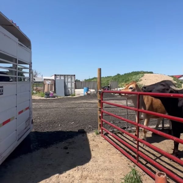 Buffs return pic