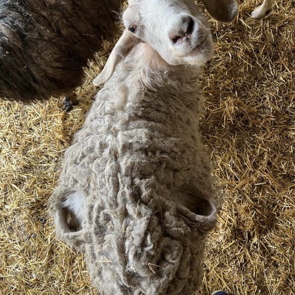 Butter Dress Pockets