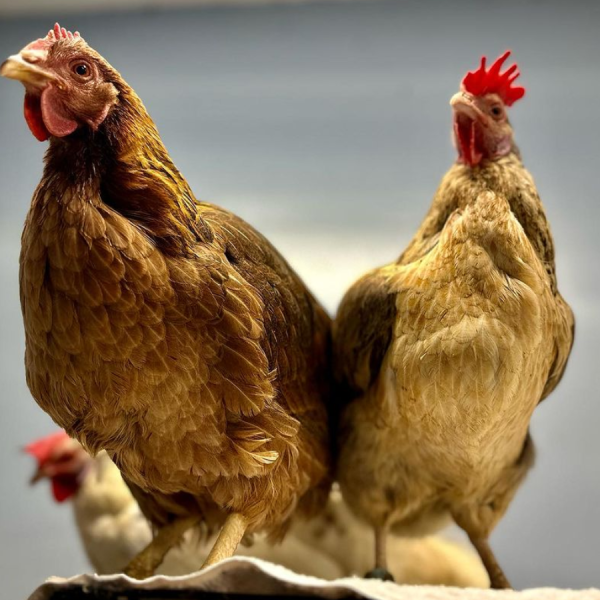 Lifelong-bonds-9.20.23-