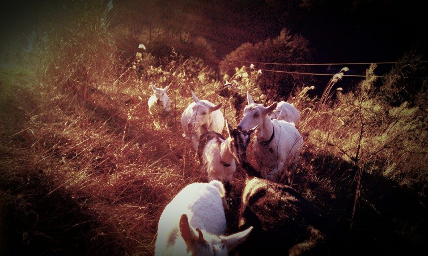 Goats hiking in North Carolina