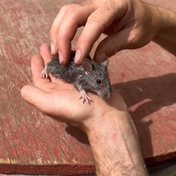 rat pic